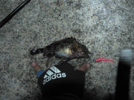 やっぱりガシラよりアジ！